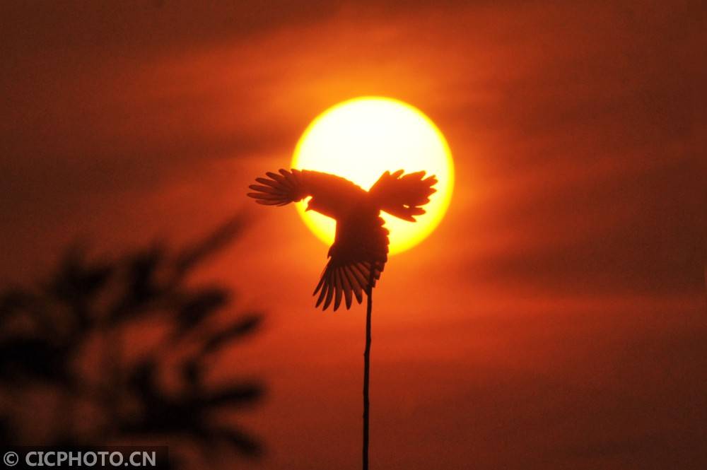 山东青岛:归鸟醉霞光