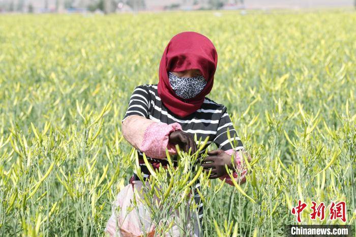 探访宁夏盐池县:"小黄花"种出"大产业"_黄花菜