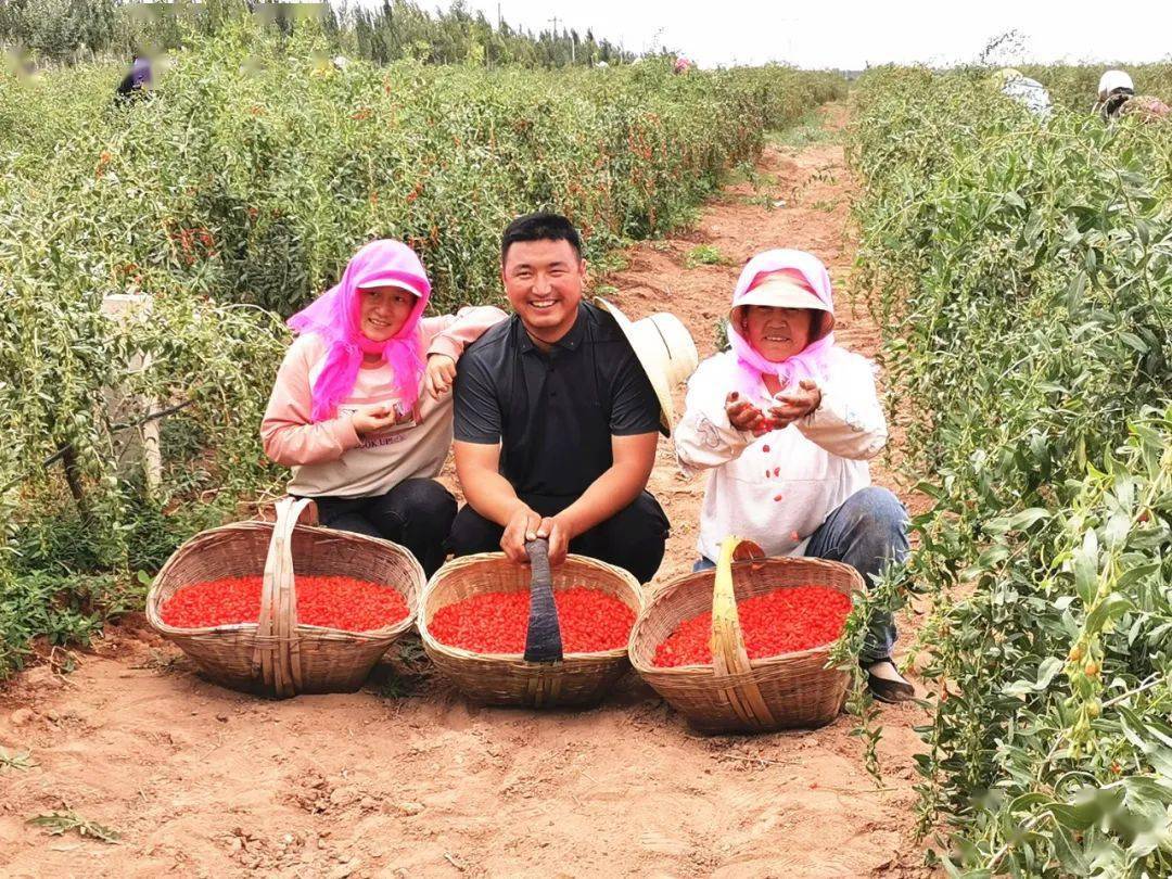 吴忠市同心县:"绿色银行"里采摘火红光阴_枸杞