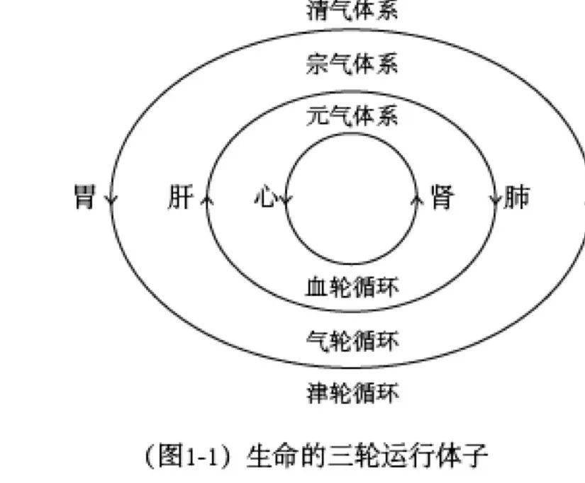 【伏病肿瘤论】—— 第六集 生命的三轮运行体系之津轮循环