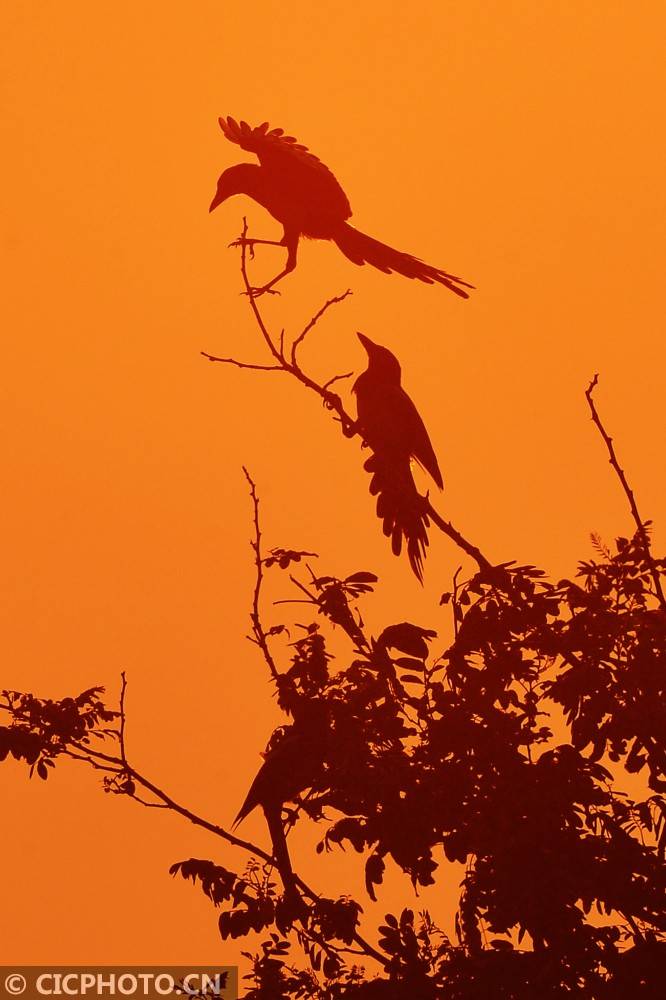 山东青岛:归鸟醉霞光