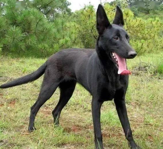 东北百姓的最爱的2种犬人称东北二黑以黑闻名以猛著称