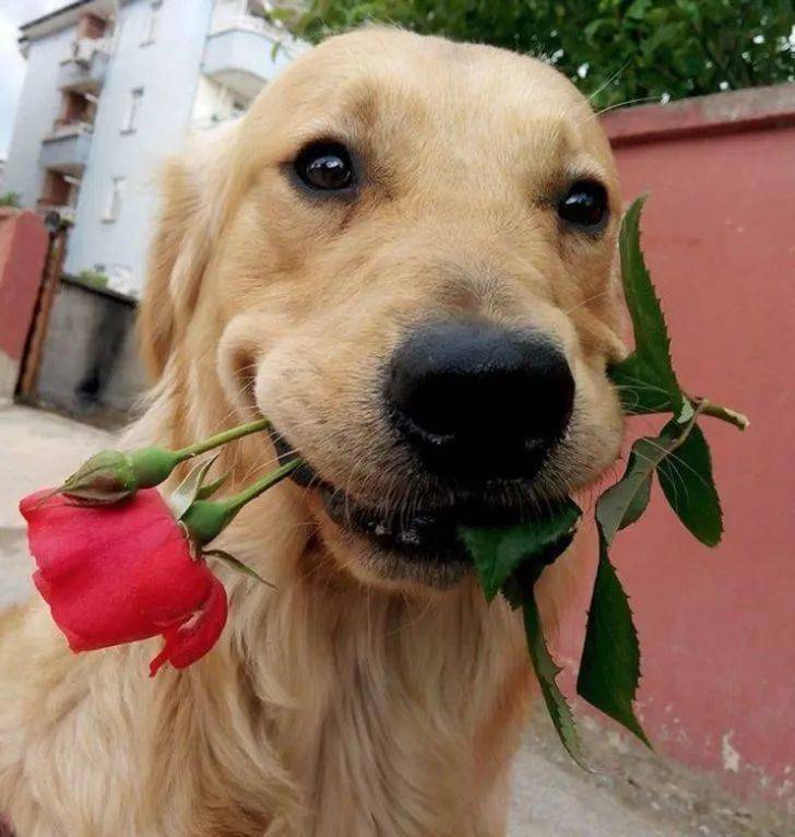 送你一朵玫瑰花