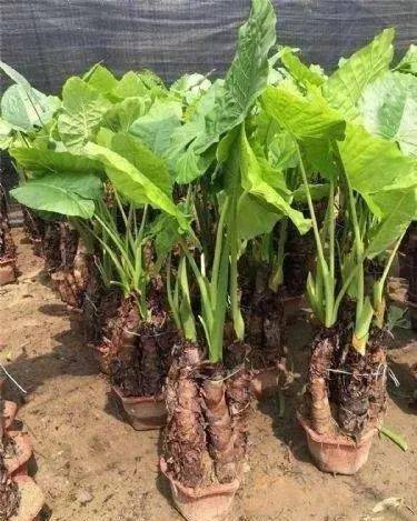 提醒!这种"芋头"有毒!女子做菜尝一口就嘴麻肿胀,严重者可致命!