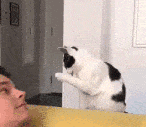 300_261gif 动态图 动图