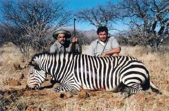 一组野生动物被猎杀的照片画面惨不忍睹