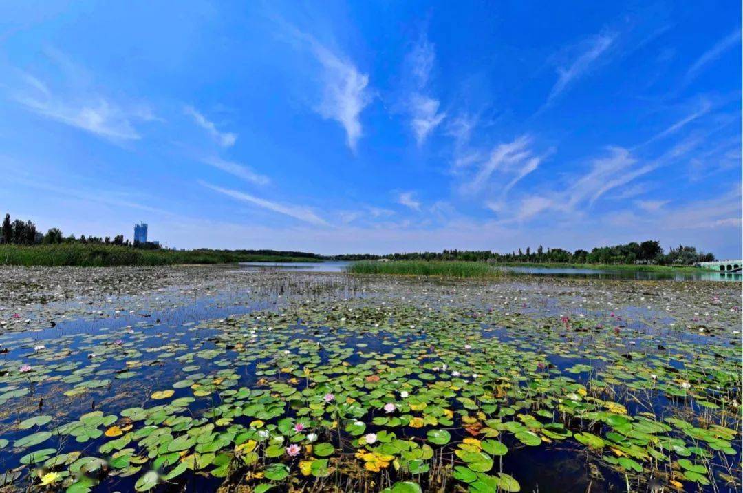 1037周末去哪玩?银川赏花一日游,出发!