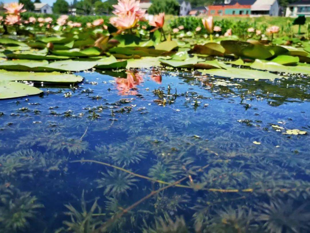 美翻了下渚湖街道打造水下森林