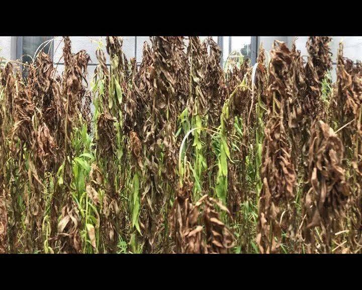 文明随手拍道路绿化杂草丛生隐藏垃圾有碍市容