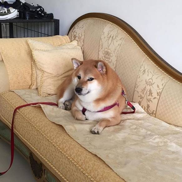 揭开网红废柴〔balltze〕超有戏的日常!