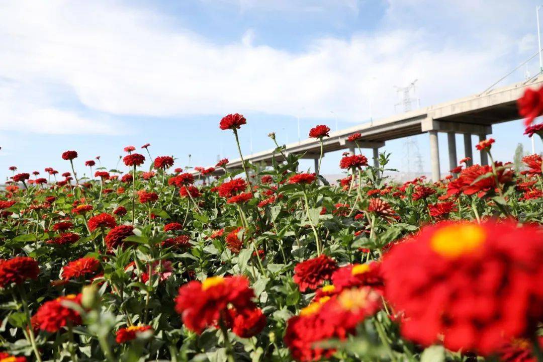 快来花海大田斗色争妍