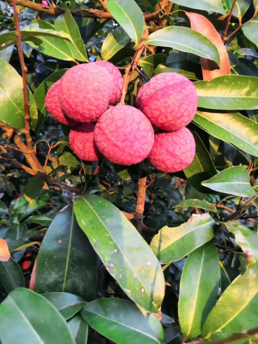 藤县太平江口荔枝正式上市100元斤