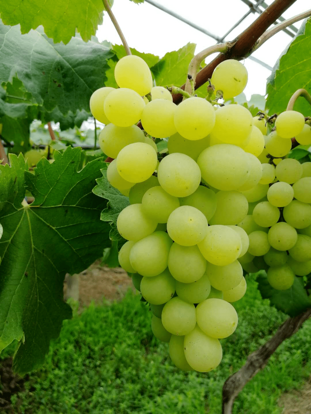 这个夏天就让九龙湖葡萄陪你甜蜜一夏