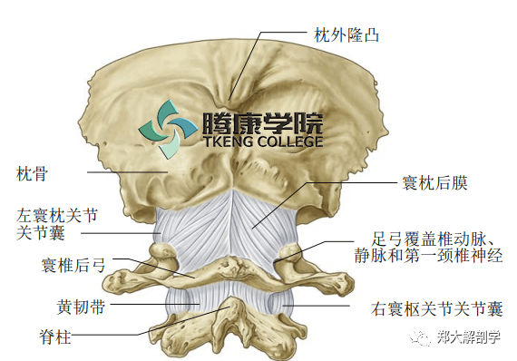 疼痛解剖學頸椎的韌帶