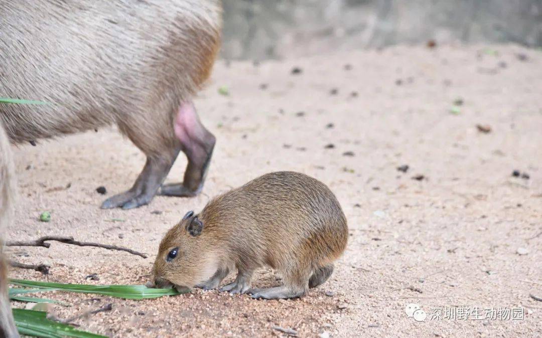 水豚與豚鼠同為齧齒目動物 水豚體型