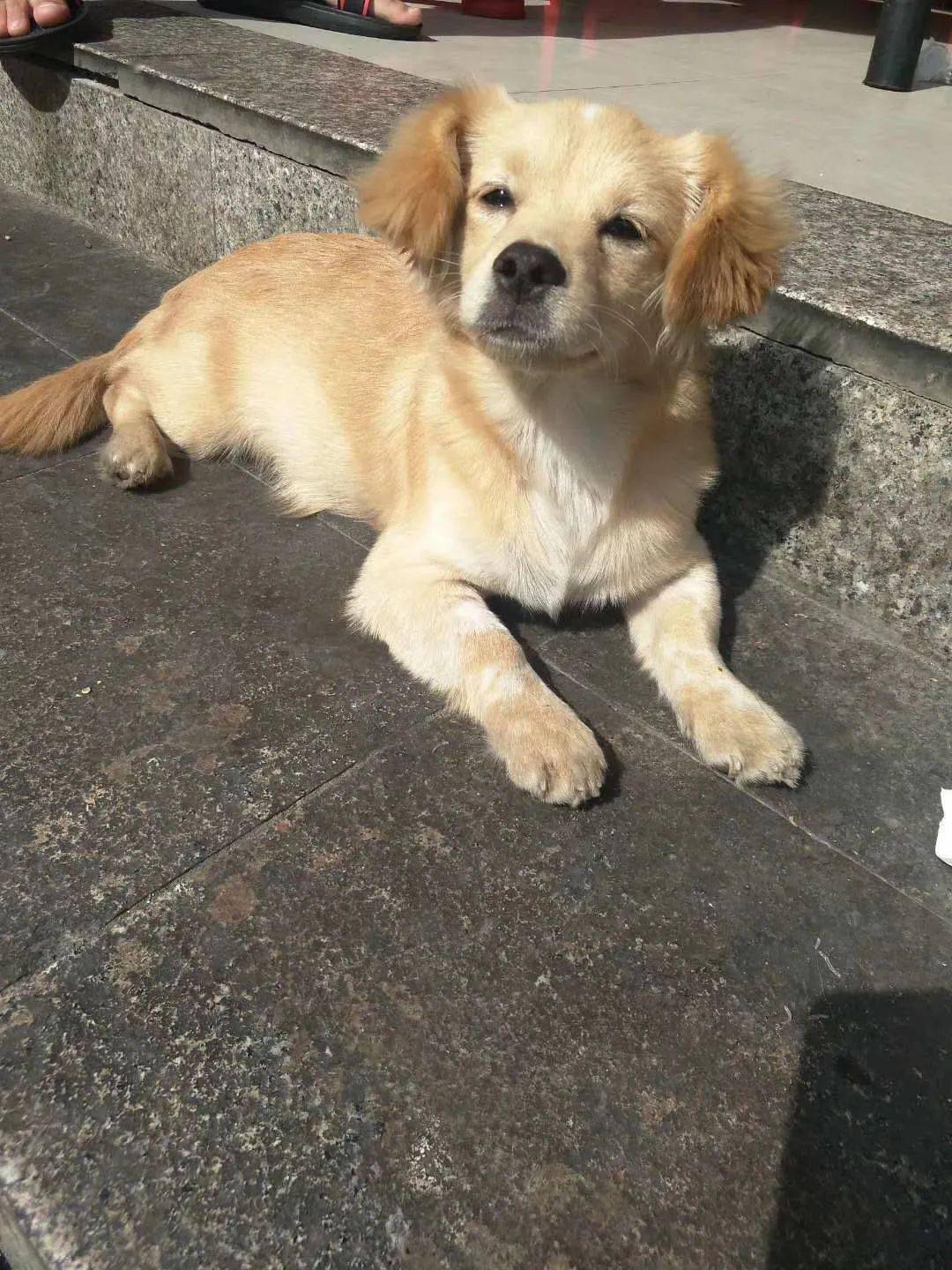 体型特征:小型犬,体毛为黄白色,额头有