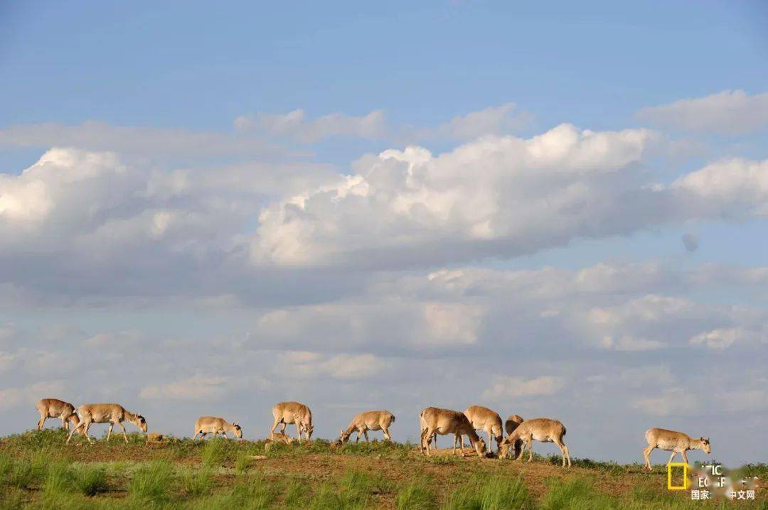 这种丑帅丑帅的羚羊,活得太痛苦了_赛加