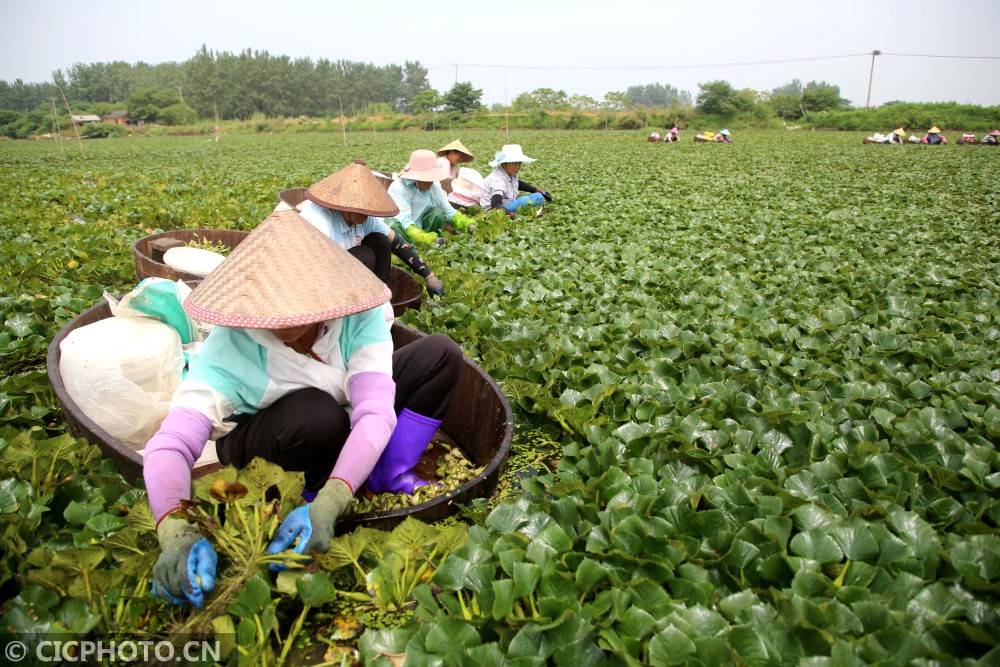 江苏泰州:水乡采菱忙