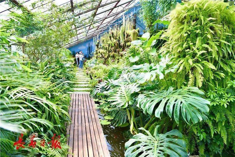 满眼的原始雨林微缩景观热带植物的枝叶在空中伸展荷花倒映鱼跃莲间