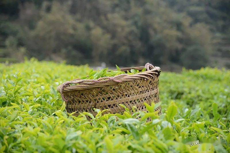 懷舊有年代感的單叢茶介紹視頻