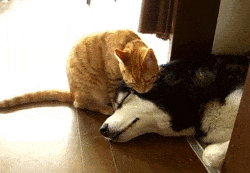 490_340gif 动态图 动图