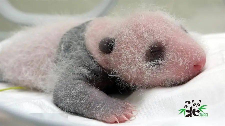 熊猫圆仔妹出生15天现黑眼圈萌翻天