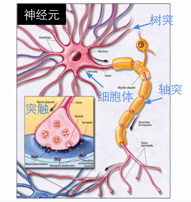 随着年龄的增长,树突收缩,它们的分支变得不那么复杂,并且它们失去