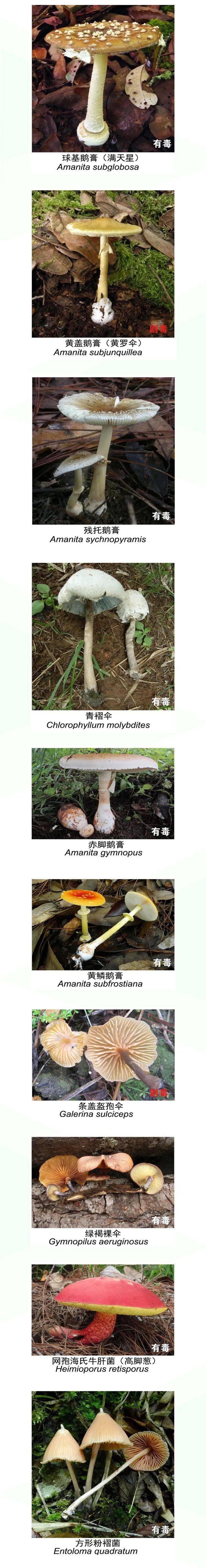 千万不要采摘误食云南有毒野生菌种类最全识别做为祥云人你认识几种