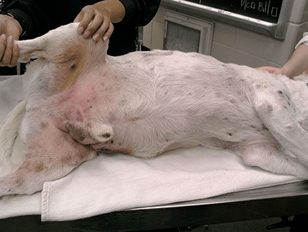 资深肿瘤学专家为你总结犬肥大细胞瘤的5大要点_手术