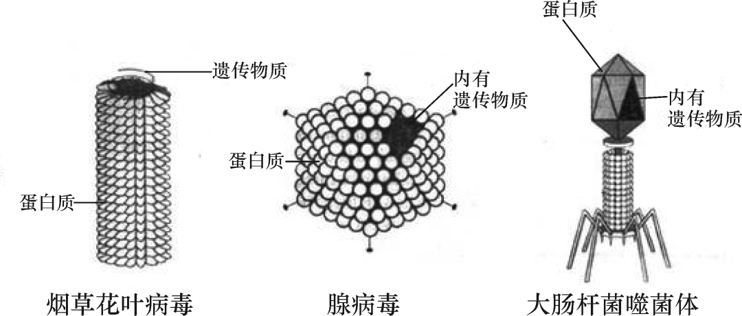 必備的初中生物結構圖你都學會了嗎