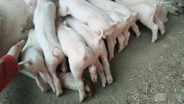 技术仔猪白肌病