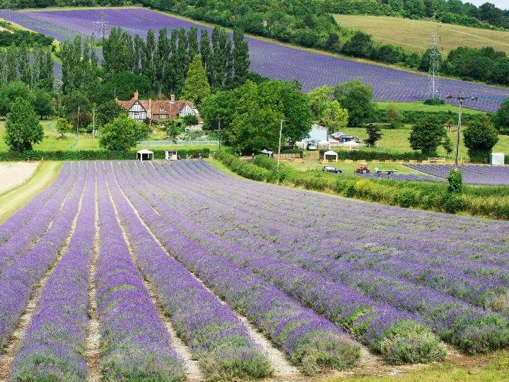 浪漫到极致!英国紫色薰衣草花海盛放