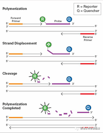 pcr检测技术琅琊榜囊尽优缺点