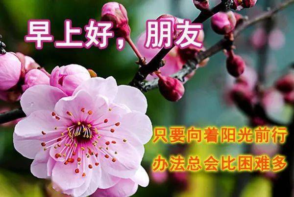 8张最新清晨早上好暖心祝福语动态表情鲜花图片最漂亮早安问候语动画