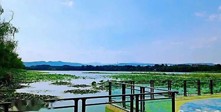 正值夏日,三门峡职业技术学院的砚池湖水清澈,碧绿.