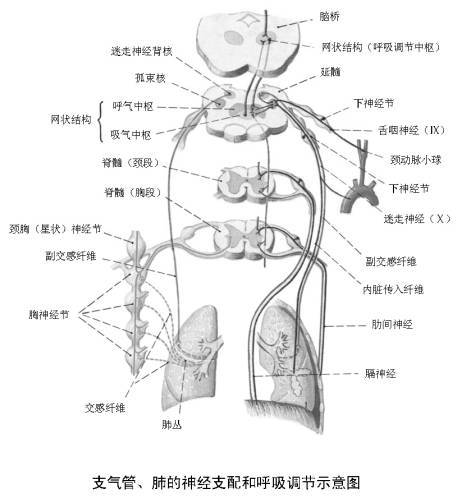 交感神经节注射图片