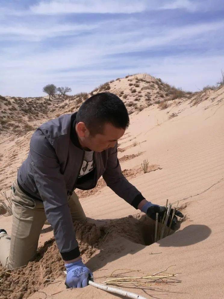 牧民钢特木尔种植黄柳 沙地变绿地【蒙古文】