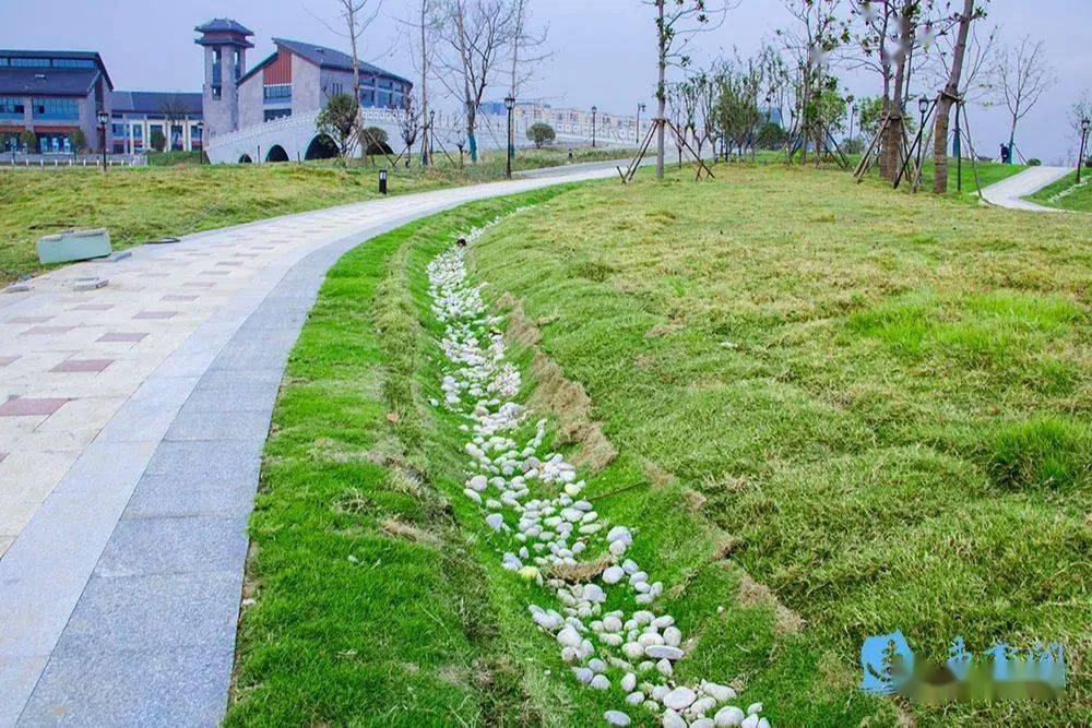 草地和路面之间的植草沟里,雨水缓缓流淌进排水口;生态树池里折射一汪
