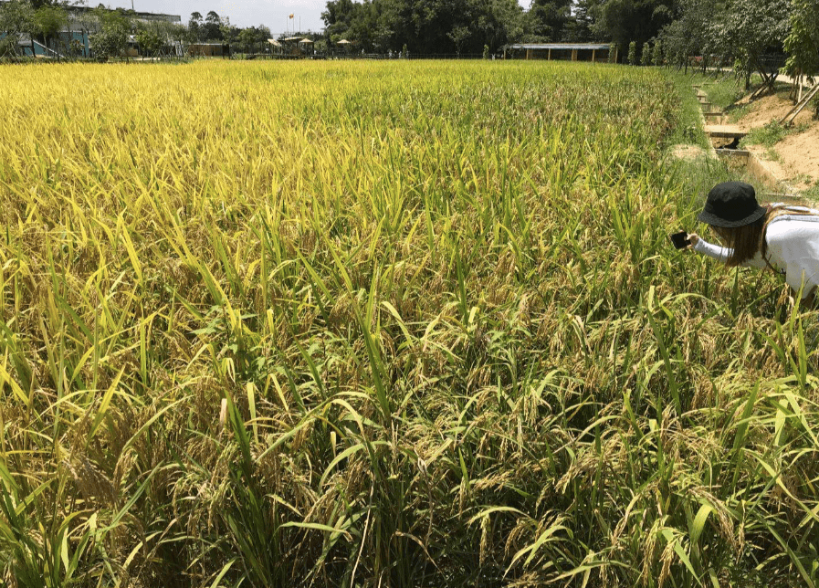 七月里的从化:稻花香里说丰年_水稻