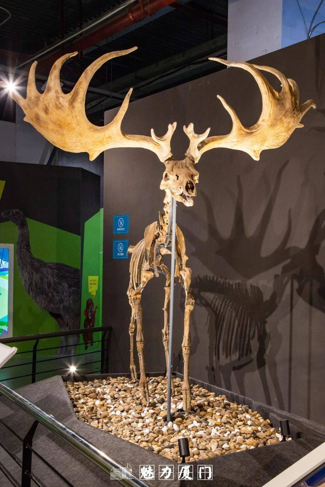 5米的短面熊 每次仰望他们的身姿 都不禁感到震撼 展馆内还有