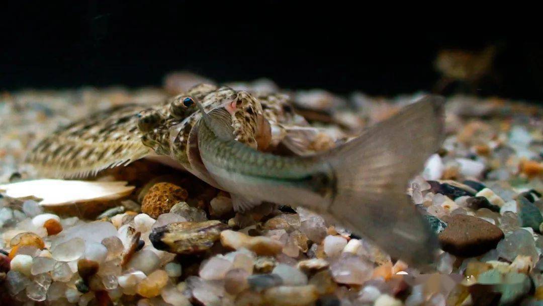 物种图册-大西洋牙鲆