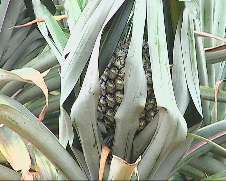 特产这个品种的凤梨您品尝后肯定会回味无穷