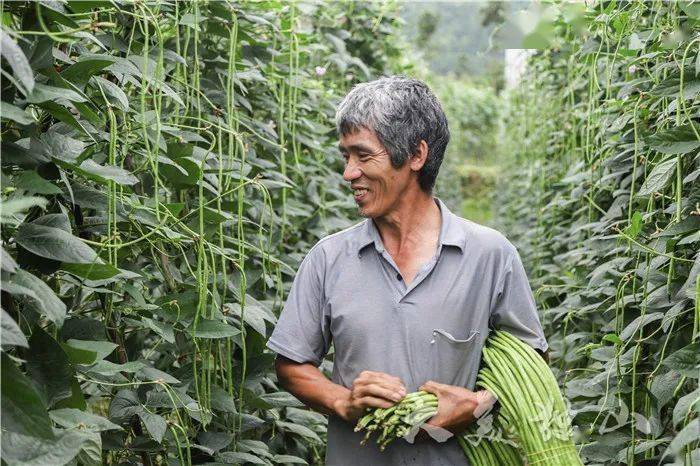 我们的小康生活】独山阳地村:长长豇豆喜丰收 产销两旺"一条龙"_种植