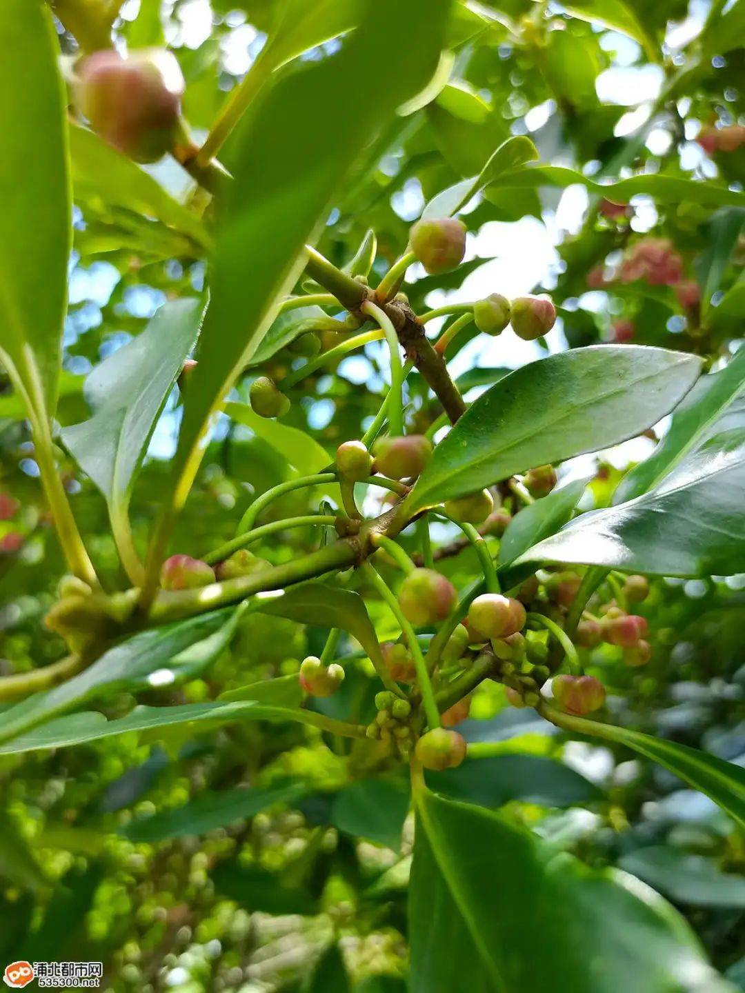 长在官垌大山里样貌丑陋的八角它的花竟如此美丽