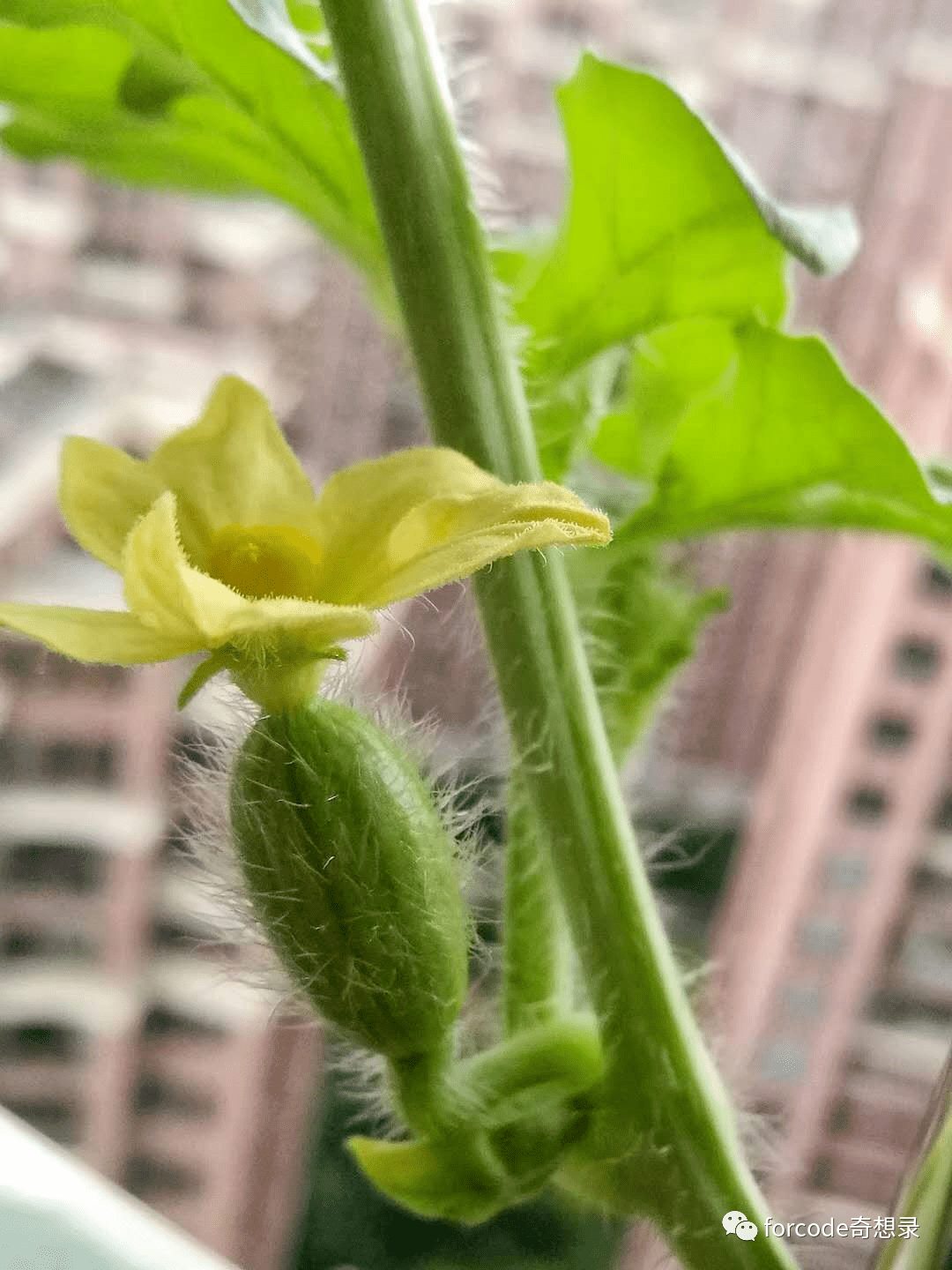 早上起來欣賞植物,發現有兩根西瓜藤各開出了一朵雌花,趕緊摘下雄花