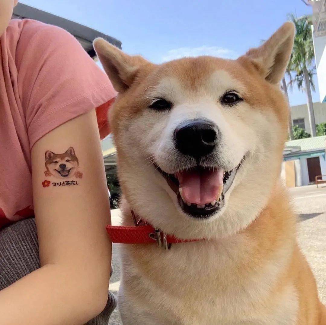 柴犬的标志性笑容