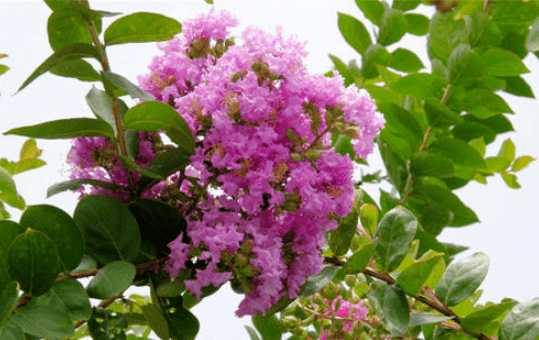 传说是天上的紫薇星化作紫薇花留在人间,给人间带来和平和美丽,因此