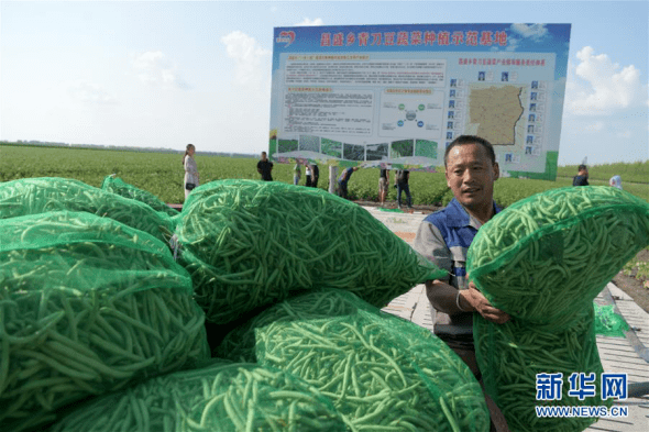7月14日,在克东县昌盛乡青刀豆蔬菜种植示范基地,雇工把刚摘下的青