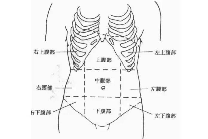 下腹上腹部分布图图片