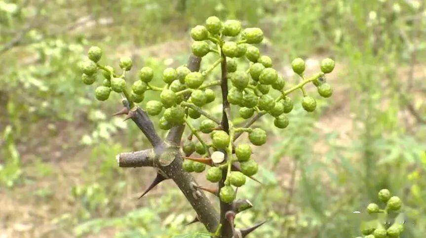 九叶青花椒管理全部技术和施肥